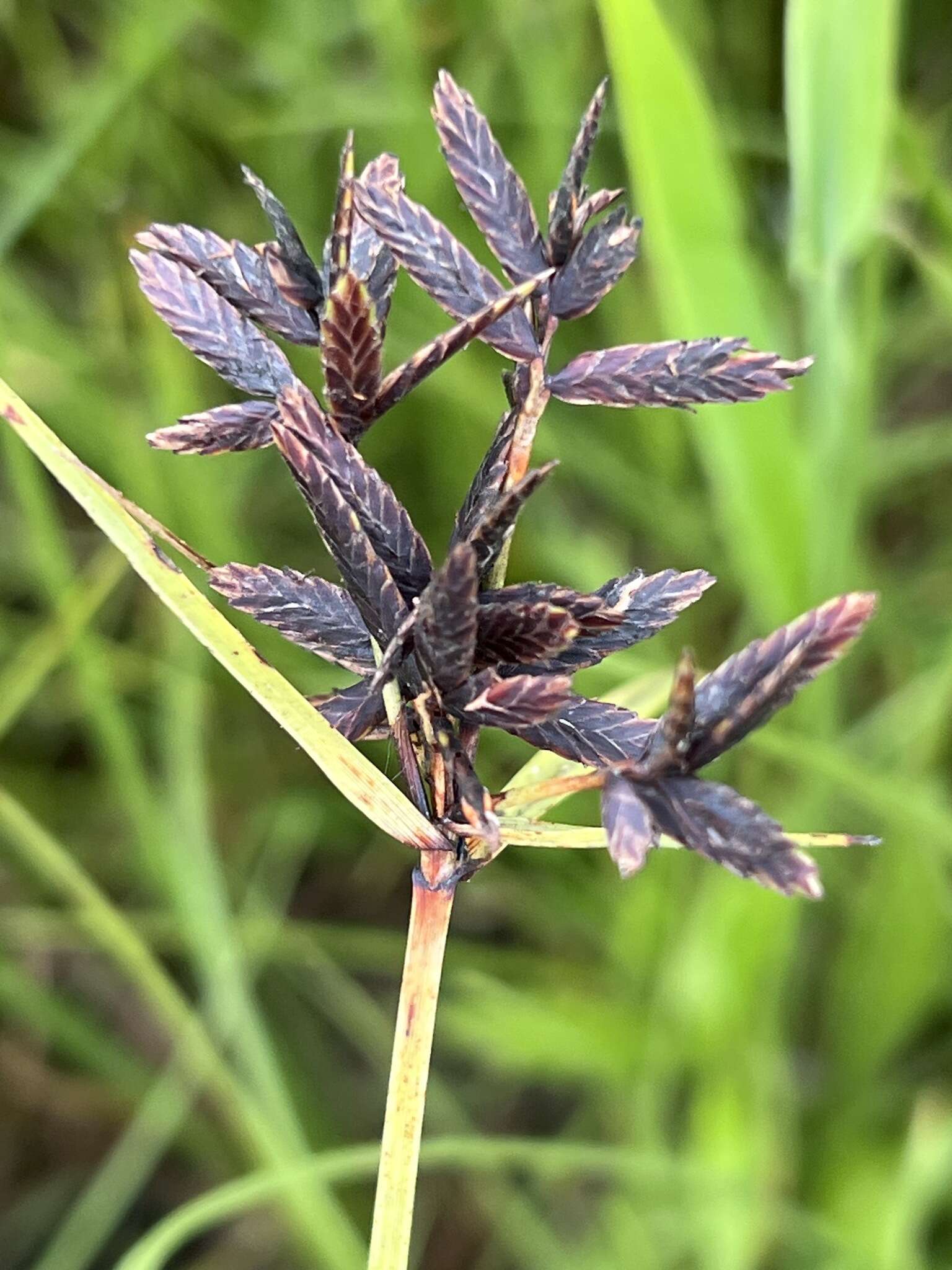 Cyperus nitidus Lam.的圖片