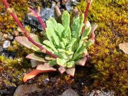 Image of Columbian lewisia