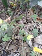 Plancia ëd Dalechampia scandens L.