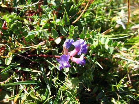 Image de Oxytropis jacquinii Bunge