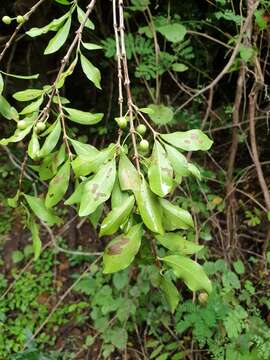 Image of Empogona ovalifolia (Hiern) Tosh & Robbr.