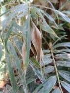 Plancia ëd Sokinochloa chapelieri (Munro) S. Dransf.