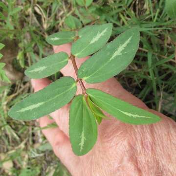 Image of Hyssop-Leaf Sandmat