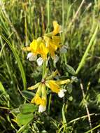 Image de Hosackia pinnata (Hook.) Abrams