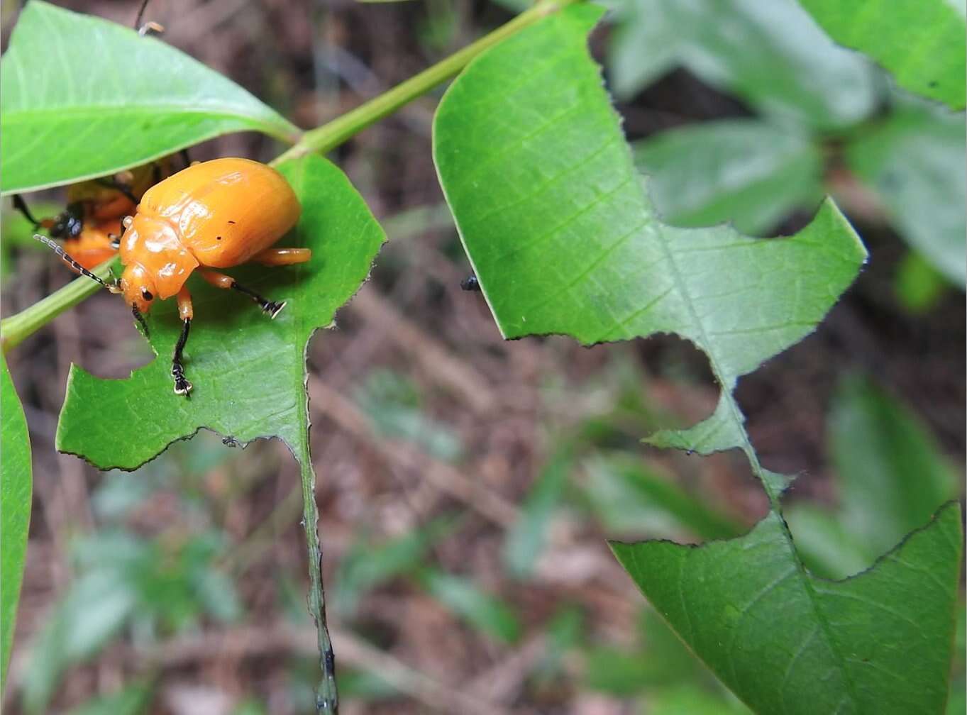 Image of <i>Podontia lutea</i>