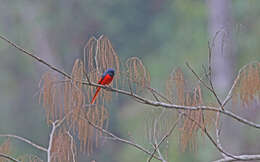 Pericrocotus brevirostris (Vigors 1831) resmi