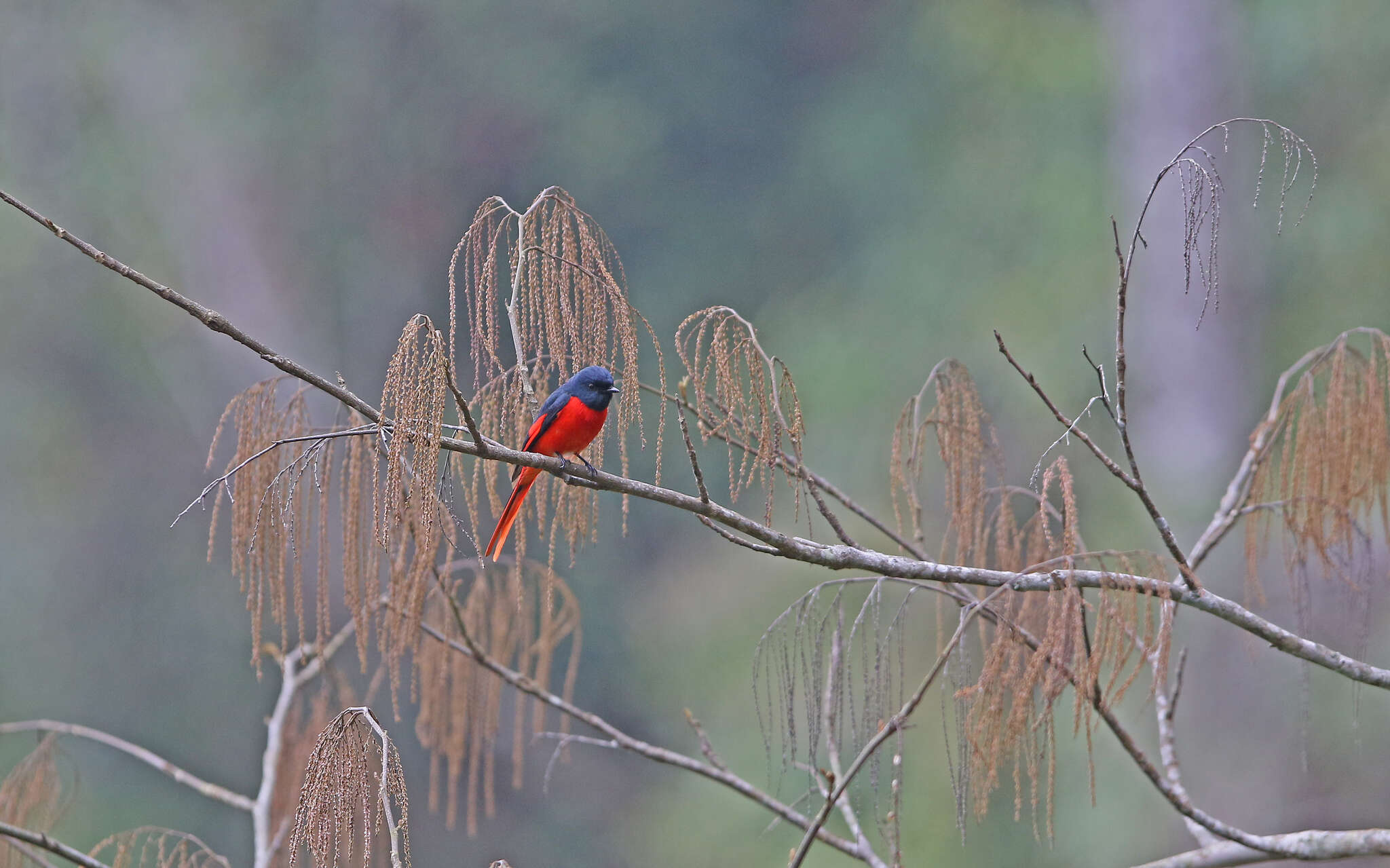 Pericrocotus brevirostris (Vigors 1831) resmi