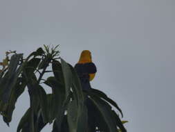 Image of Yellow-backed Oriole