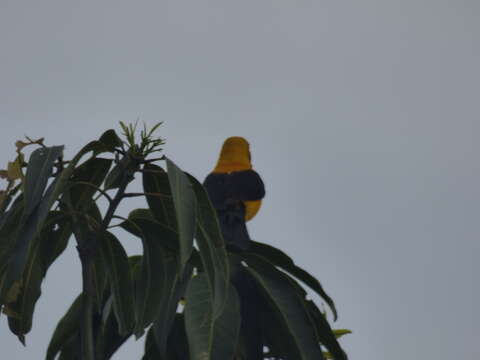 Image of Yellow-backed Oriole