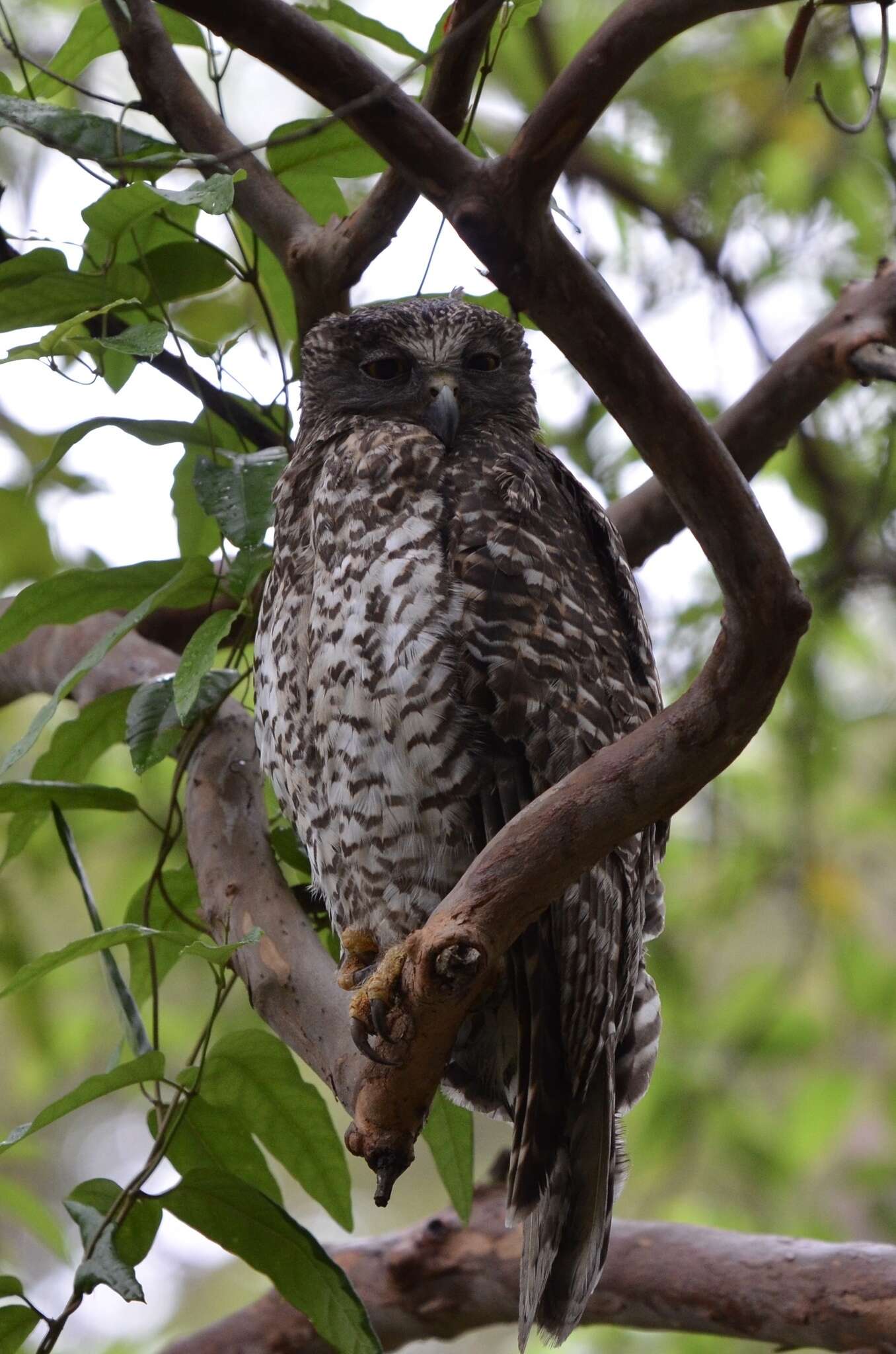 صورة Ninox strenua (Gould 1838)