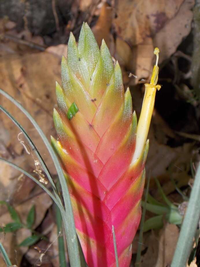 Image of Tillandsia lampropoda L. B. Sm.