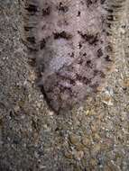 Image of Whiskered sole