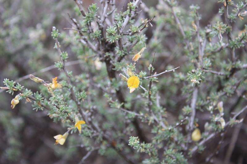 Image of Aspalathus acicularis subsp. planifolia R. Dahlgren