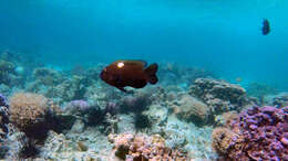 Image of Damselfish