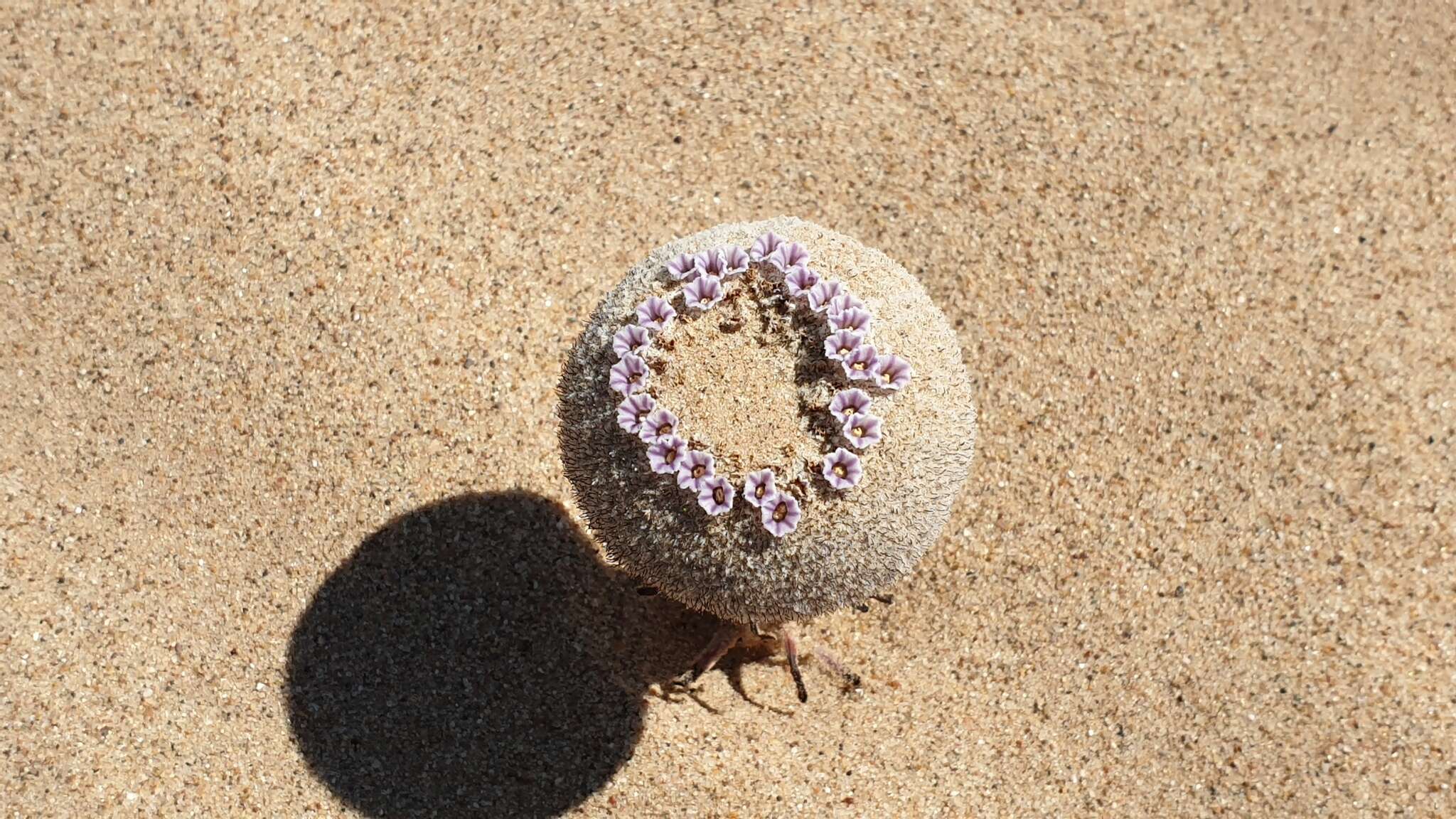 Image of sandfood