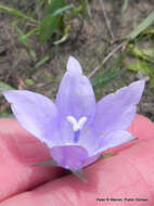 Image of Wahlenbergia krebsii subsp. krebsii