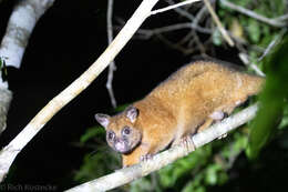 Image of Coppery Brushtail Possum