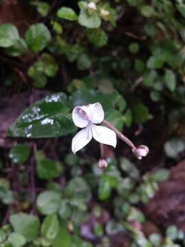 Image of Disperis oppositifolia Sm.