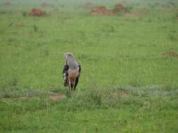 Image of Kori Bustard