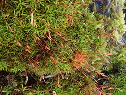 Image of bryoerythrophyllum moss