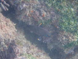 Image of Galapagos ringtail damselfish