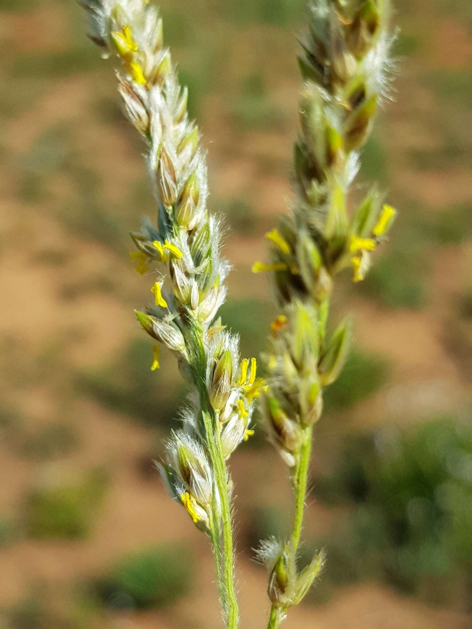 Plancia ëd Alloteropsis semialata (R. Br.) Hitchc.