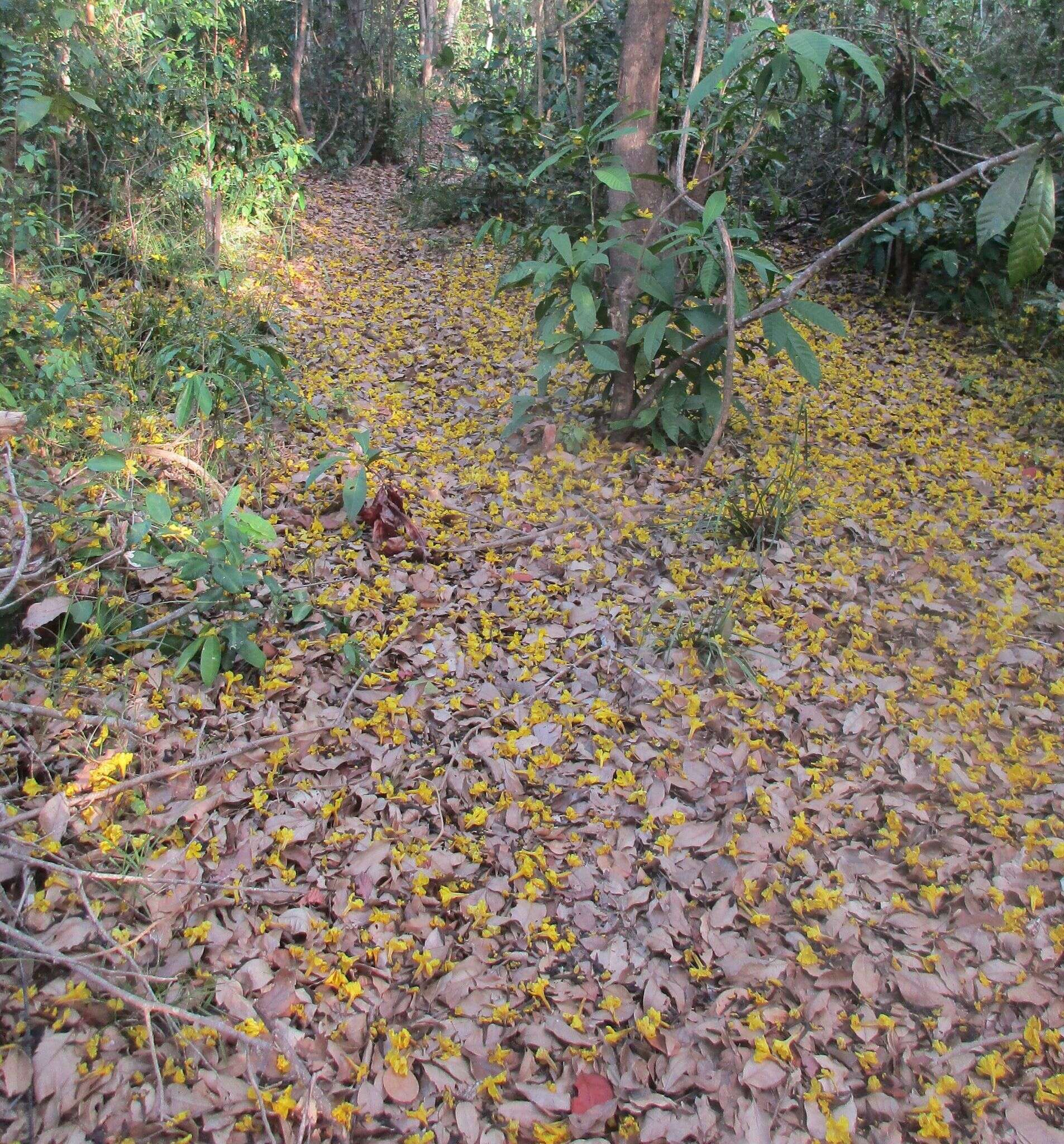 صورة Handroanthus serratifolius (Vahl) S. O. Grose