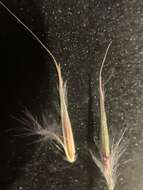 Schizachyrium scoparium subsp. divergens (Hack.) Gandhi & Smeins resmi