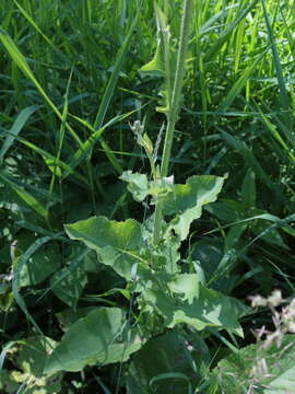 صورة Cicerbita macrophylla subsp. uralensis (Rouy) P. D. Sell