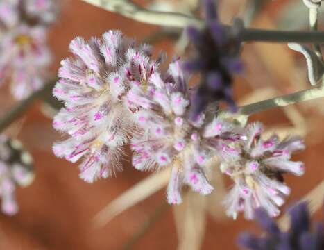 Ptilotus obovatus (Gaudich.) F. Müll.的圖片