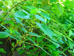 Image of Chinese grass