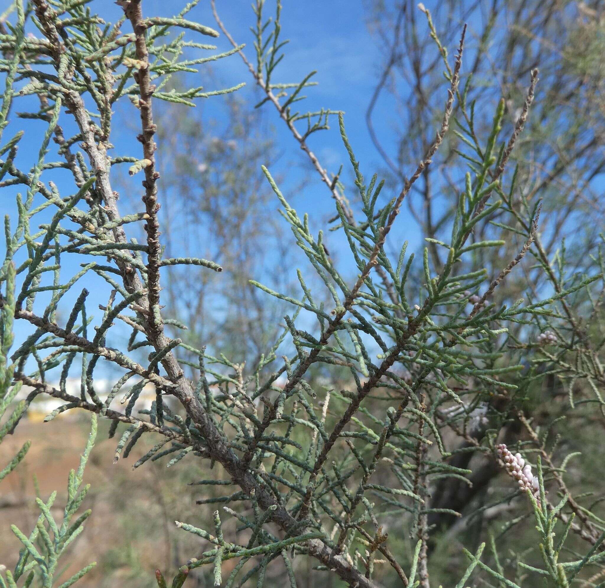 Image of Canary Island tamarisk