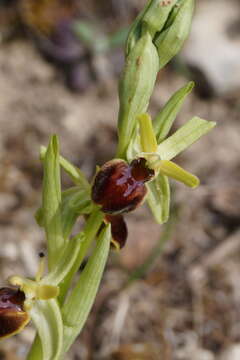 Image of Ophrys sphegodes subsp. araneola (Rchb.) M. Laínz