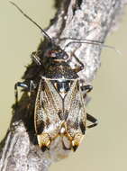 Image of Deraeocoris annulipes (Herrich-Schaeffer 1842)