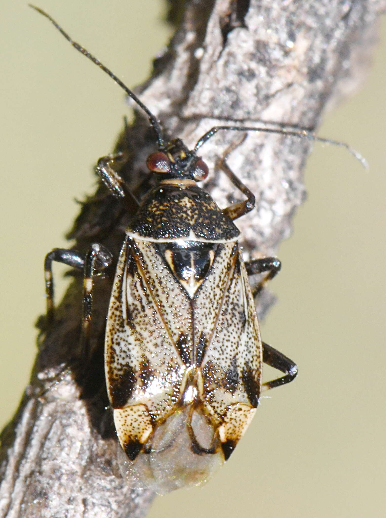 Image of Deraeocoris annulipes (Herrich-Schaeffer 1842)