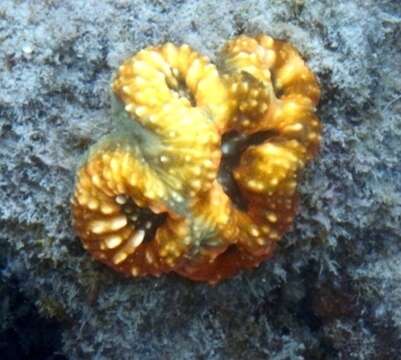 Image de Acanthastrea pachysepta (Chevalier 1975)