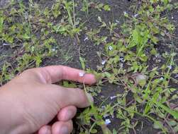 Image of yellowseed false pimpernel