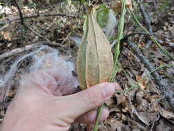 صورة Gonolobus suberosus (L.) Schult.