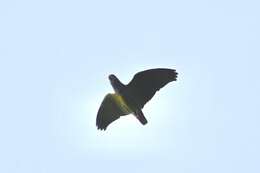 Image of Blue-headed Macaw