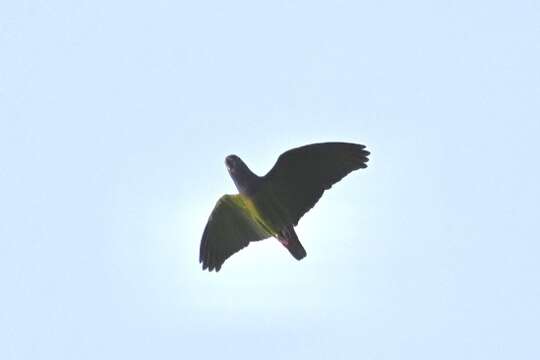 Image of Blue-headed Macaw