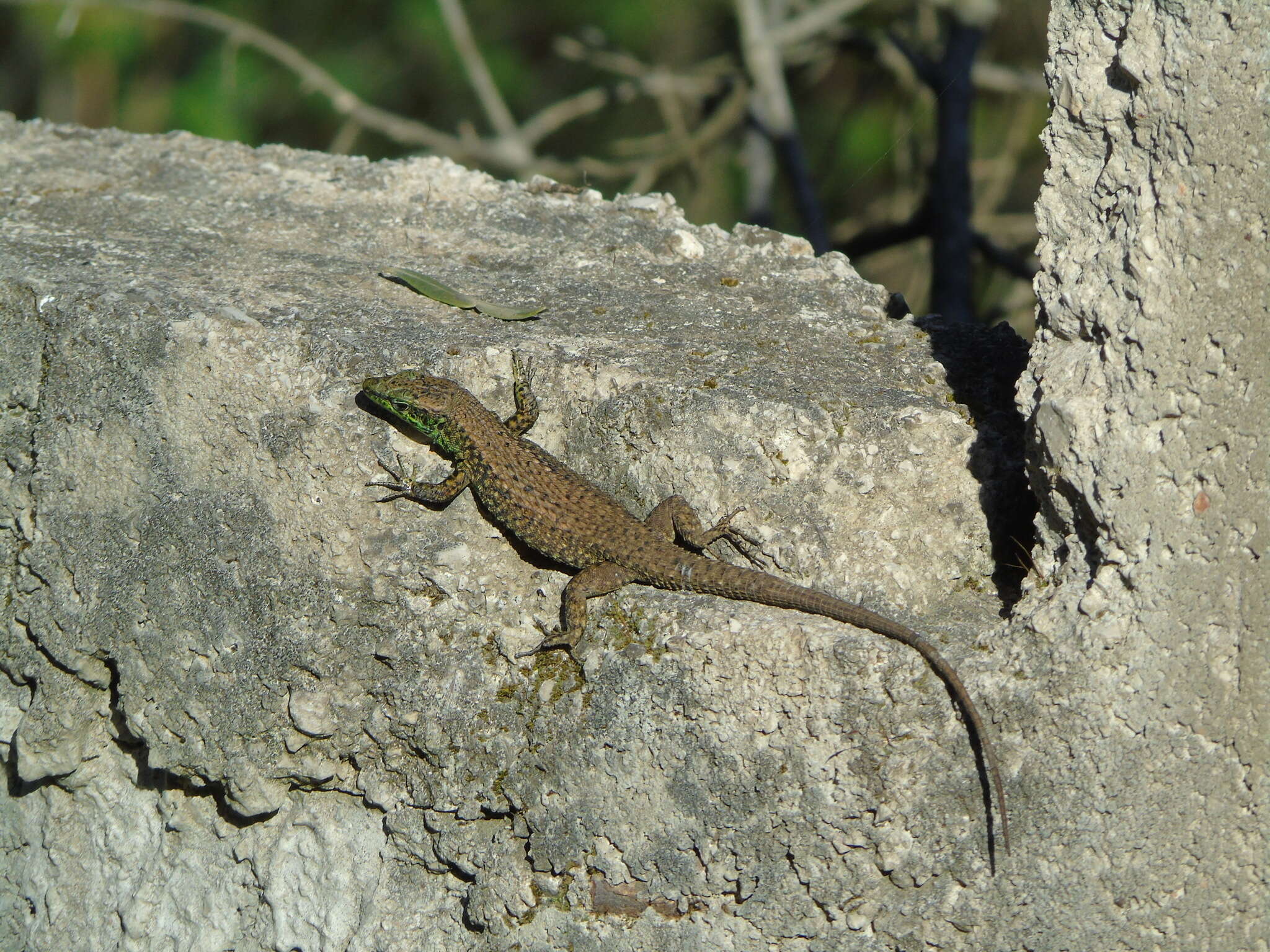 Image of Blue-throated Keeled Lizard