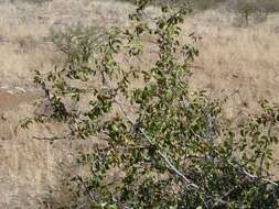 Image of Buffalo-thorn