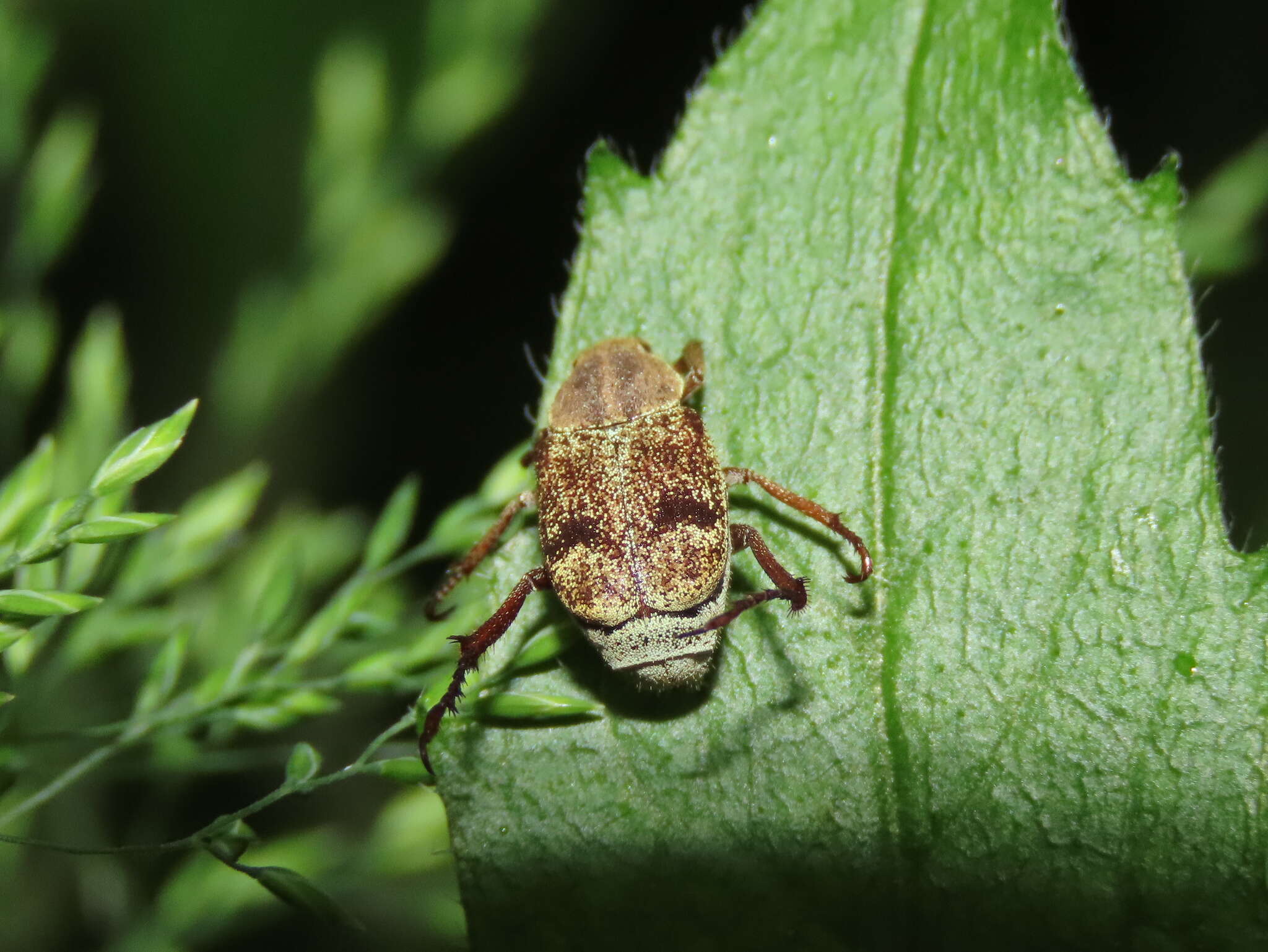 Image of Ectinohoplia rufipes (Motschulsky 1860)