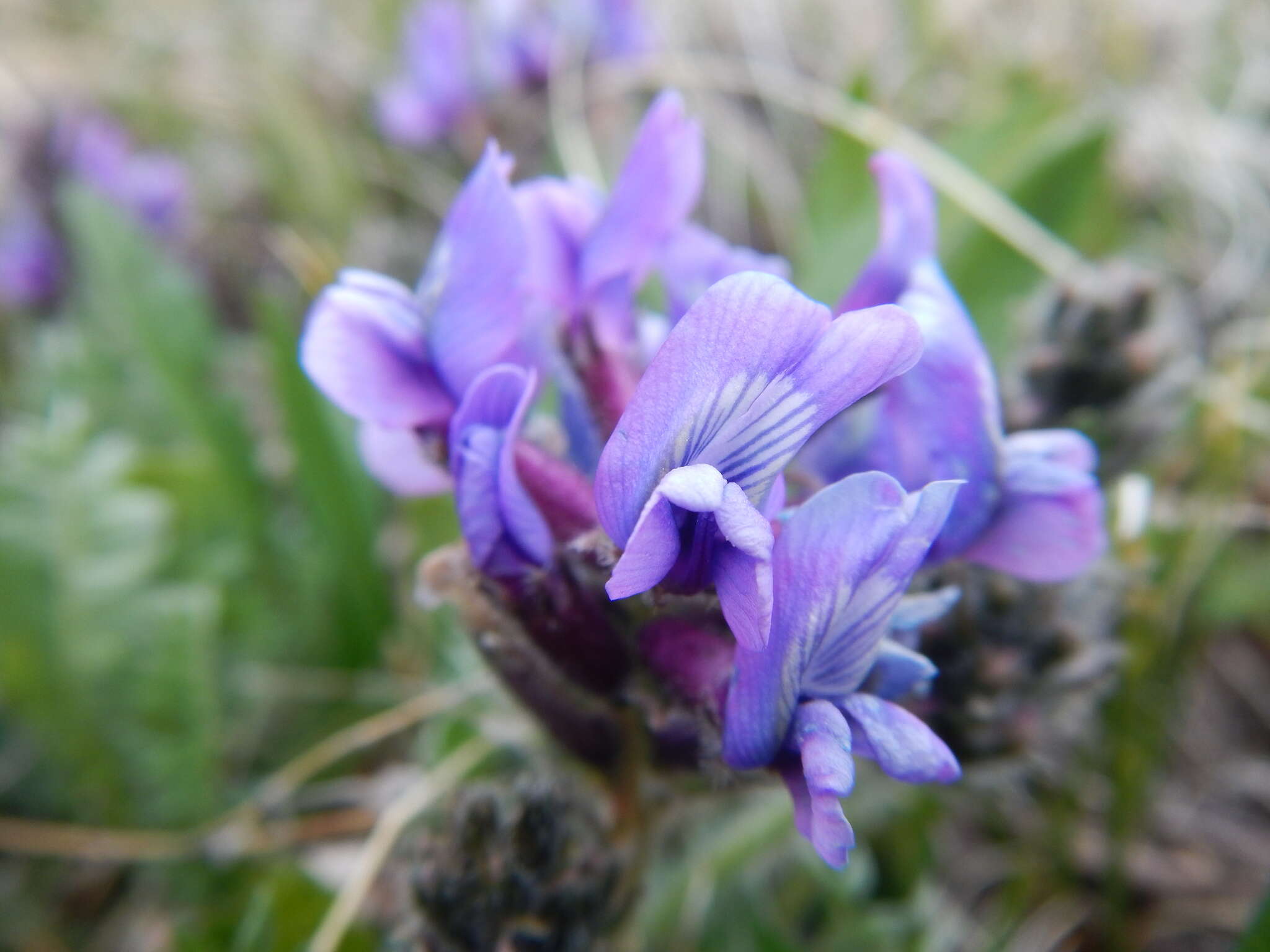 Oxytropis alpina Bunge resmi