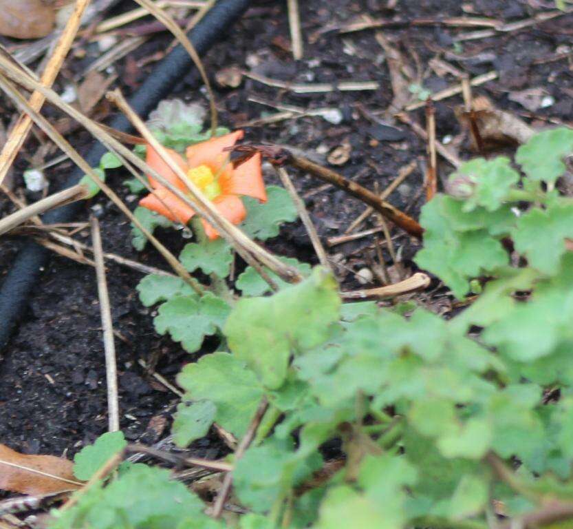 Image of woolly globemallow