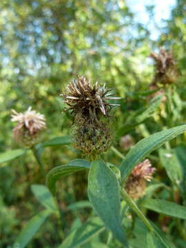 Image of Centaurea phrygia subsp. pseudophrygia (C. A. Mey.) Gugl.