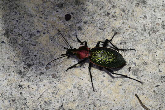 Image of Carabus (Coptolabrus) lafossei Feisthamel 1845