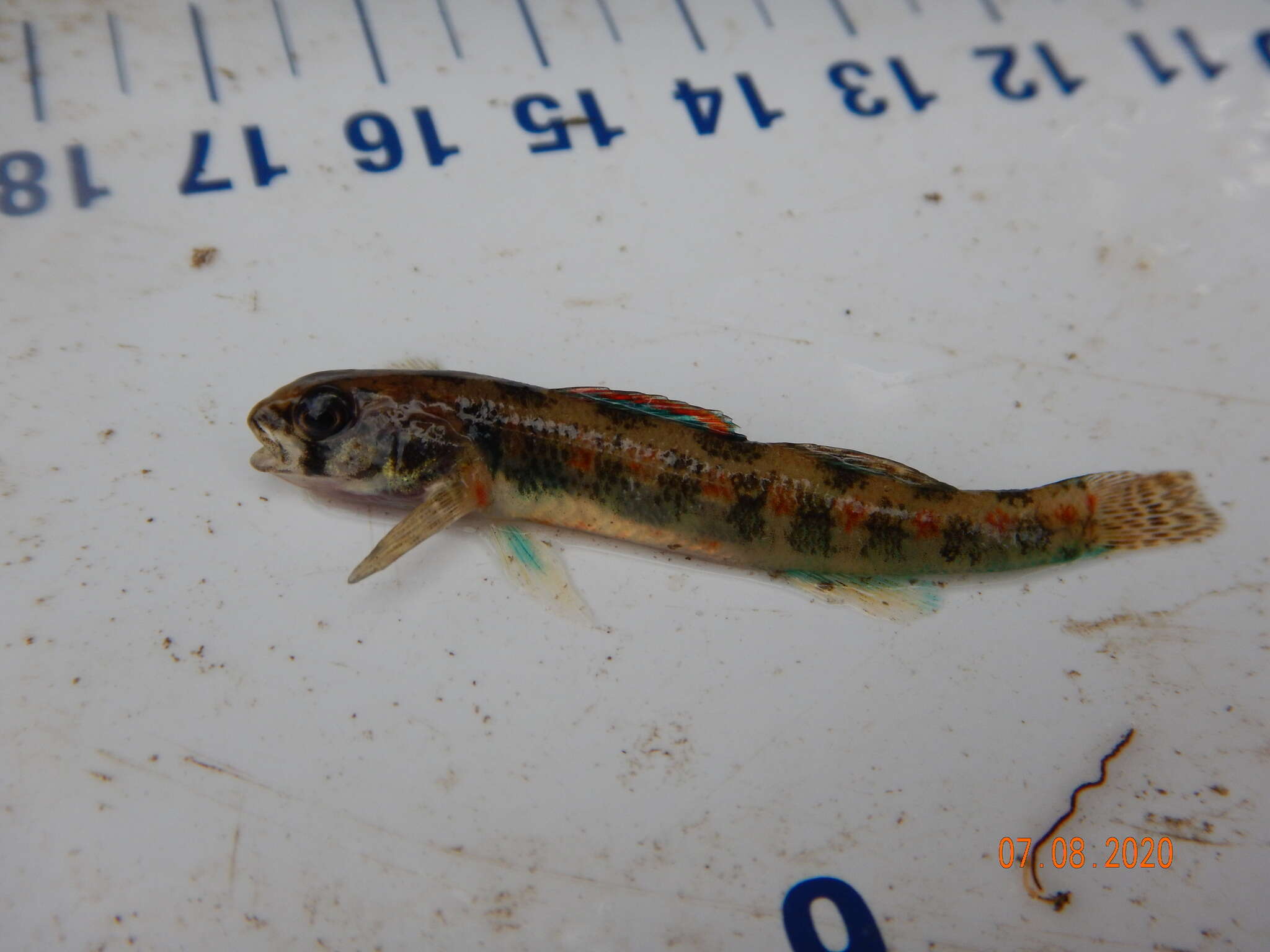 Image of Iowa Darter