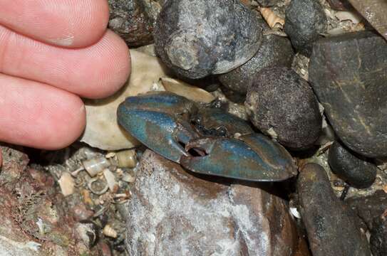 Image de Petrolisthes elongatus (H. Milne Edwards 1837)