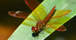 Image of Slough Amberwing